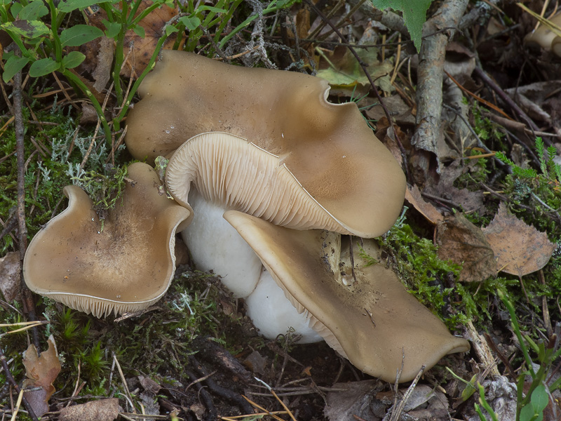 Lyophyllum shimeji